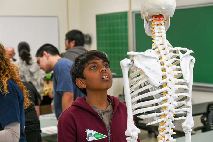 A STEM Within Reach student looks at a human skeleton during the forensic anthropology activity. 